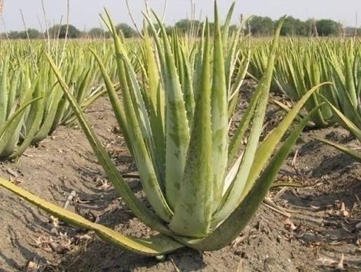 coltivazione di Aloe Vera